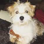 Chester Roberts - @chester_the_morkie - Instagram