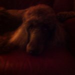 Chester Roberts - @bigdogchester - Instagram