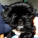 Chester Roberts the puppy - @chester_roberts_2019 - Instagram
