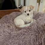 Chester & Spencer - @chester_and_spencer - Instagram