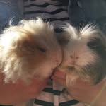 Chester & Spencer - @chester_spencer_ - Instagram