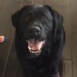Chester The English Lab - @chesterwebster - Instagram