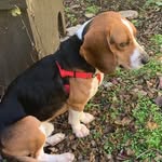 Chester - @chester_howlin_wolf - Instagram