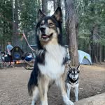 Chester - @chesterthehappiestwolf - Instagram