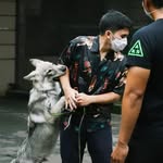 @chester_wolf_ - Instagram