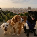 Kaiser Chester & Wolf - @ckwtrespatas - Instagram