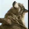 Montana - @chesterwolf - TikTok