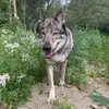 Wolf Chester - @wolfchester - TikTok
