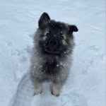 @wolfsspitz_chester - Instagram