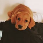Chester Wright - @chesterfoxredlabrador - Instagram