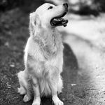 Chester Wright - @c.h.e.s.t.e.r_the_golden - Instagram
