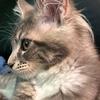 Chester & Cooper - @chester.cooper7 - TikTok
