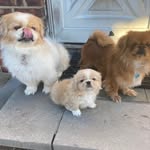 Chet,Cooper, Cody and Cozmo - @the_peeks_chet_cooper_cody - Instagram