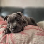 Chet Fox - @raisingchet - Instagram