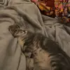 jacobchetrogers - @jacobrogers69420 - TikTok