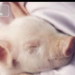 Chi Cheung Law - @cheunglawchi - Instagram