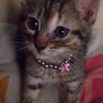 Chevelle Thomas - @lexi1236520 - Instagram