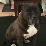 Chevon Jones - @chevonjones9362019 - Instagram