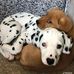 Cheyanne Green - Facebook