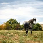 Shane, Cheyenne & Stone Wilson - @draftcrosshorses - Instagram