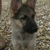 Cheyenne Warner - @germansheppherd - TikTok