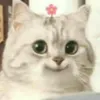 chicai - @hindikoalams - TikTok