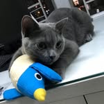Chi Dao。Michi - @chidao.bshcat - Instagram