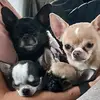 5chihui - @beluarsete - TikTok