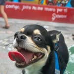 Chihui - @chihuithechihuahua - Instagram