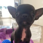 lau&mirtilla - @chihui_mirtilla - Instagram