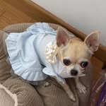 Stellina - @stellina_mondo_chihui - Instagram