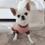 💞Yuki💞Chihuahua💞 - @yuki.chihui - Instagram
