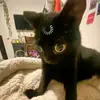 Chishi - @ikana.ji - TikTok