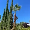 $Chivo👩‍🌾🇺🇸🇬🇹 - @mz.chivo.time - TikTok