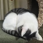 Chi Yip Wong - @chiyipwong - Instagram