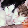 Chiara - @chiachi - TikTok