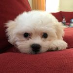 Chico Curry Lambert - @chicocurrythedog - Instagram
