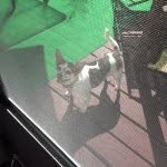 Chico Molina - @chicothedog8 - Instagram