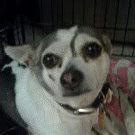 Chico Molina - @chicothedog12 - Instagram