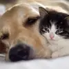 CHUNG CHIEH CHANG - @chung.chieh.chang - TikTok