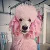 Naomi - @chienchic - TikTok