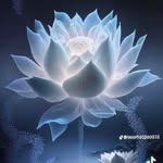 Chieu Tran - @chieu4515 - Instagram