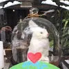 賴奕志473 - @chih_lai - TikTok