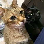 Chih Lai - @chih_fn - Instagram