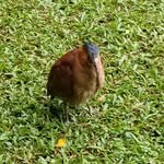 致理校鳥 - @chihlee_bird - Instagram