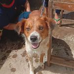 B.Chiko Jerikho A.R - @bchikoj.the_dog - Instagram