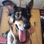 Chiko Jerikho - @chiko_jerikho20 - Instagram