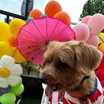 Chiko Jerikho CelebDog’s Family - @chikojerikho88 - Instagram