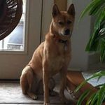 Chin Kwon - @kwonchin - Instagram