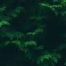 China Green - Facebook